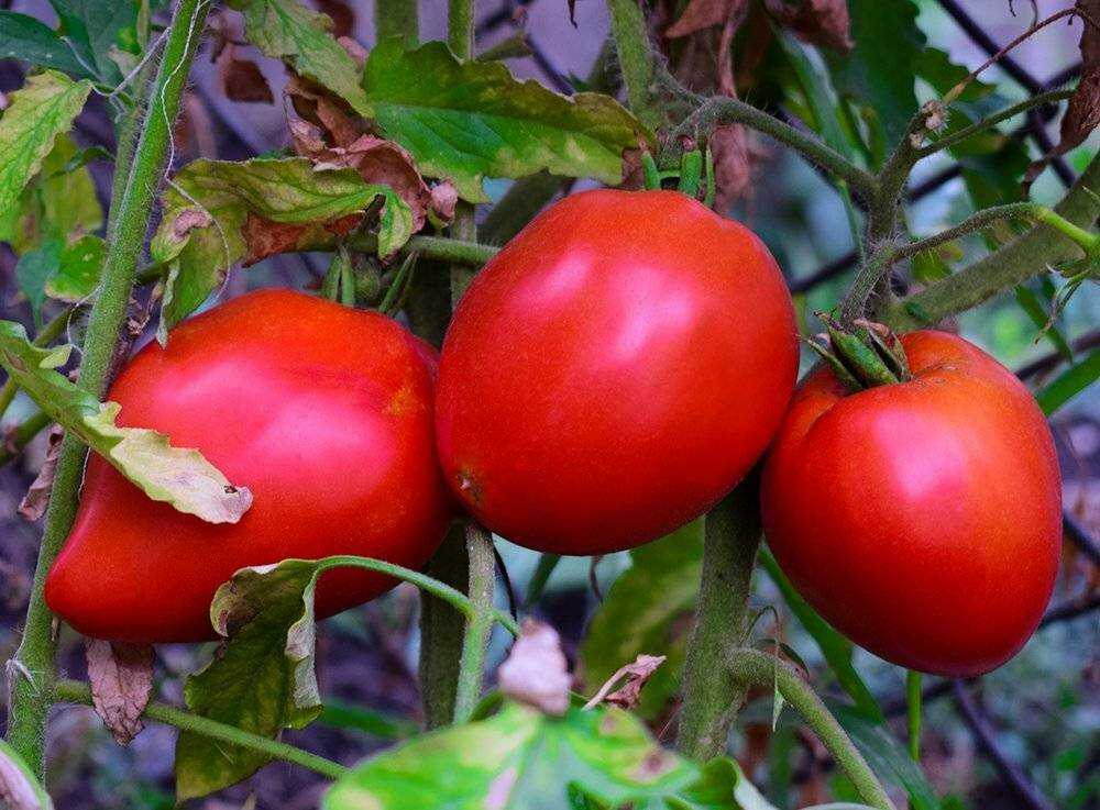 Самые лучшие 46 сортов томатов для теплицы: описание с фото и отзывы о них