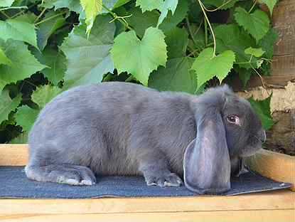 Кролик французский баран: описание породы, правила содержания и ухода