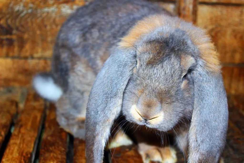 Кролики французский баран: отзывы, разведение, уход, особенности породы, правила кормления и описание с фото