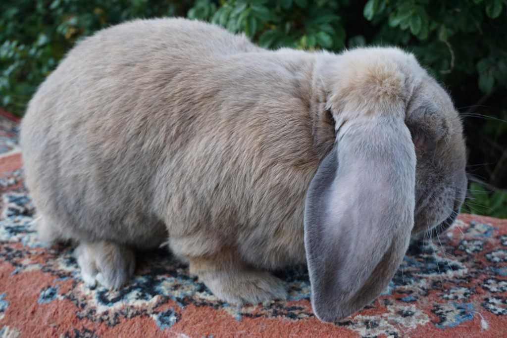 Карликовый баран кролик: содержание и перспективы разведения