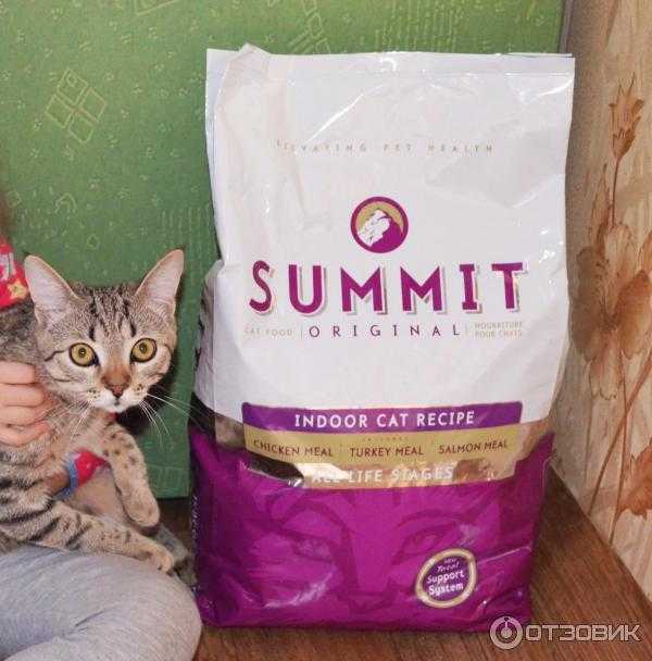 Какой сухой корм для кошек самый лучший по мнению ветеринаров рейтинг 2021