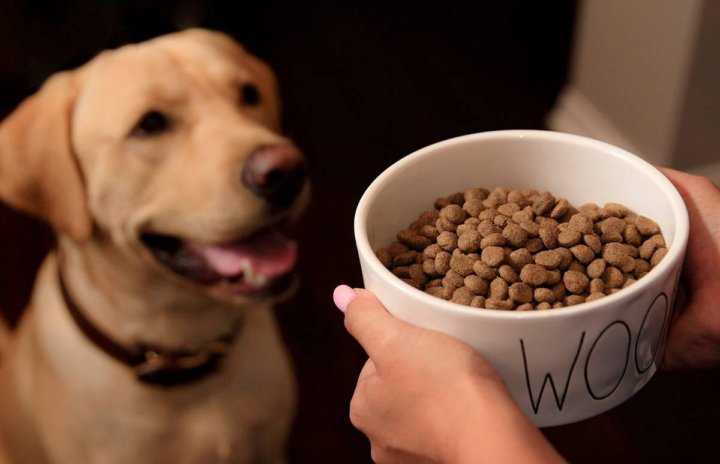 Какой сухой корм для собак 2021 года самый лучший, по мнению ветеринаров
