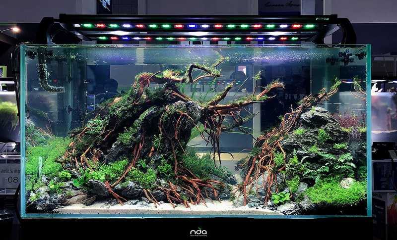 Обзор на лучшие модели домашних аквариумов | экспресс-новости