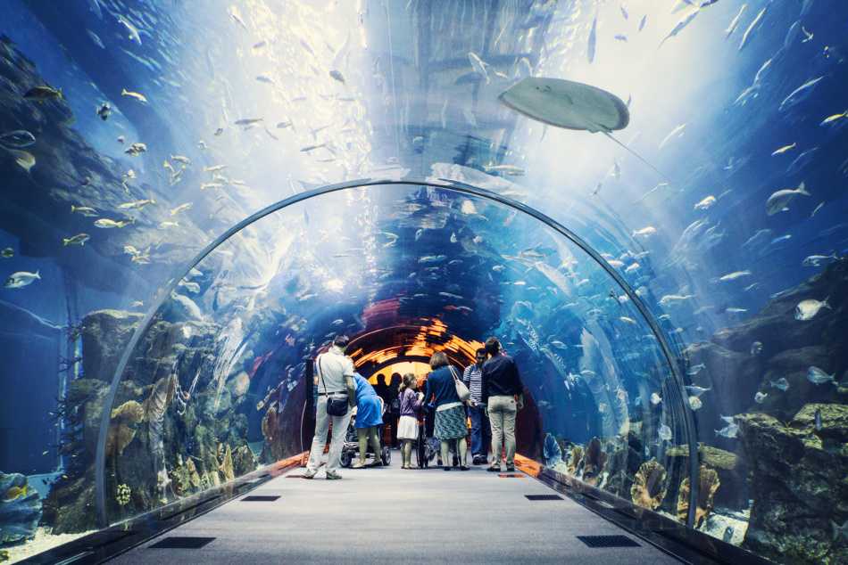 6 лучших аквариумов 2021. рейтинг, обзор и голосование