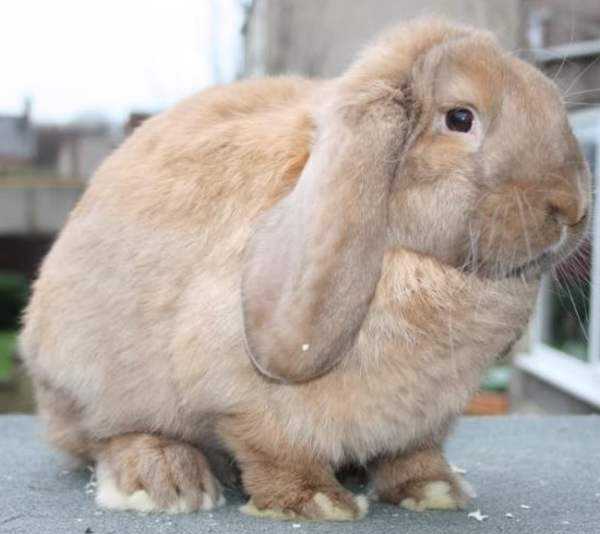 Кролики бараны: как выбрать, виды, секреты по разведению, питание