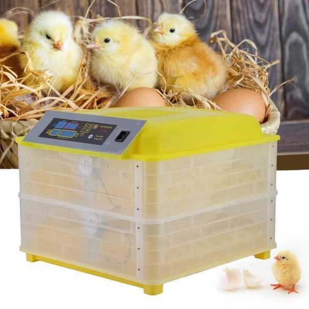 Рейтинг топ 5 лучших инкубаторов для яиц, выбираем хороший инкубатор
