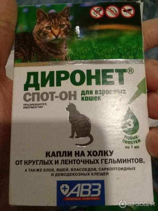 Как дирофен для кошек уничтожает глистов