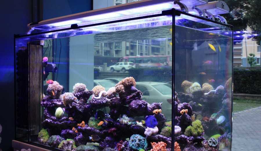 Топ лучших внешних фильтров для аквариума 2021 года в рейтинге zuzako