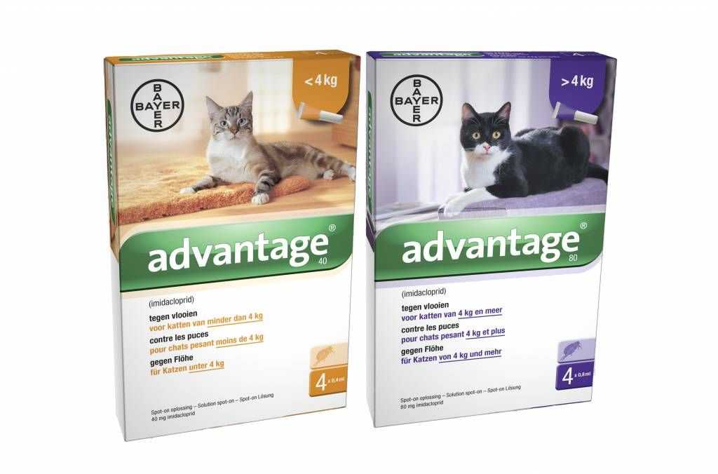 Капли на холку bayer advantage для кошек от блох, вшей, власоедов, 4 пипетки в интернет магазине zooventa.ru