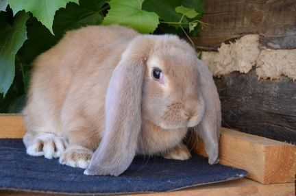 Кролики породы баран — достоинства и недостатки