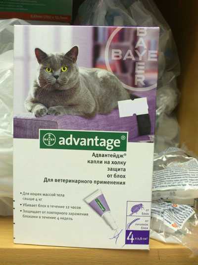Адвантейдж для кошек: применение и описание препарата