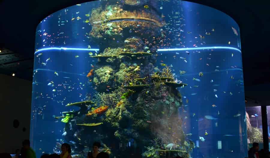 Какой аквариум лучше панорамный или прямоугольный • artafish.ru